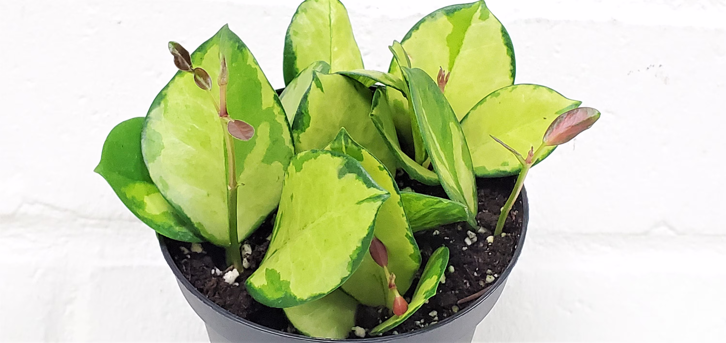 Hoya Australis "Lisa", Lisa, Variegated "Lisa"-Live Plant in 4
