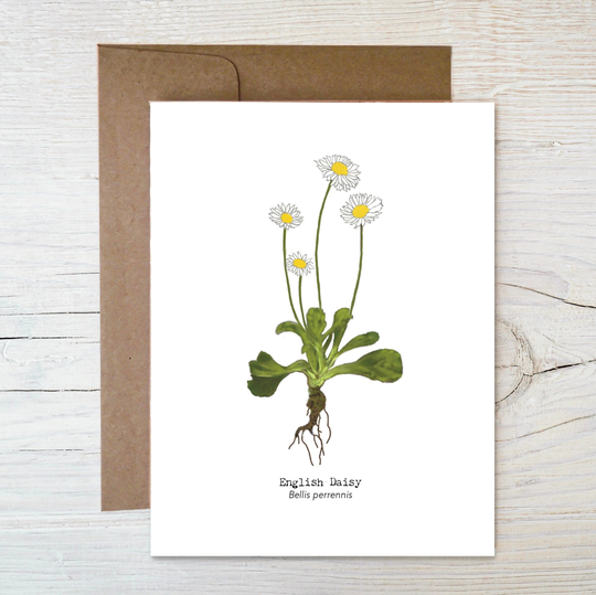 Plantable Wildflower Seed Card ~ Botanical English Daisy Painting Eco Friendly Blank Inside