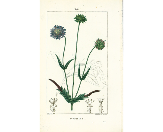 1814 Field Scabious Antique Herbalism Print Plant Valeriana Officinalis Natural History Botanical Botany Wall Art Framing Home Decor