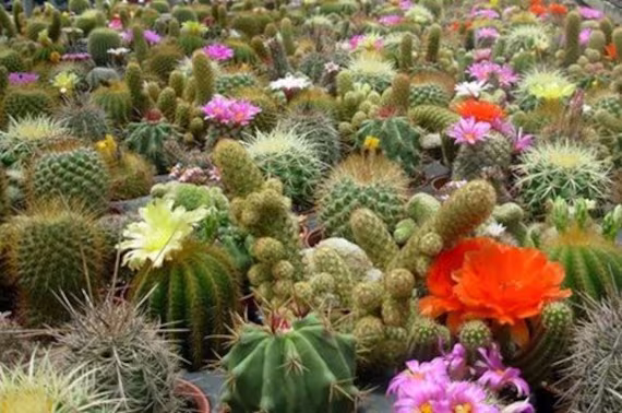 Cactus Seed Mix - Rare/ Uncommon 10 Seeds Trusted UK Grower