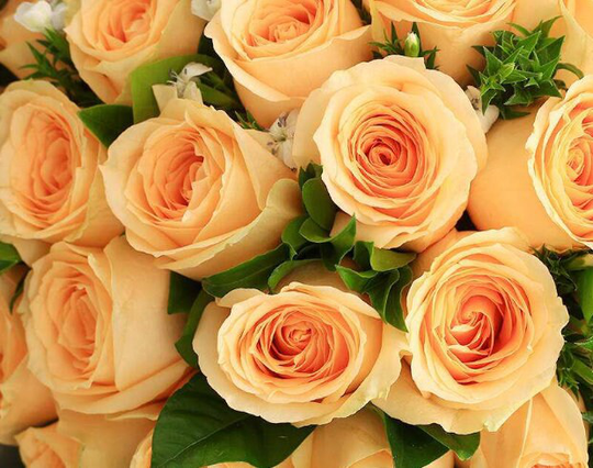 10 Yellow Rose Rosa Bush Shrub Perennial Flower Seeds H1001