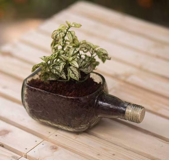 Small Planter From Upcycled Rum Bottle Clear Glass Herb Succulent Flower Holder Unique Artisan Eco Friendly Indoor Gardening