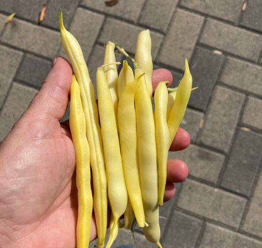 Organic Non Gmo Heirloom Brittle Wax Yellow Bush Beans