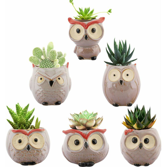 Echoo - Succulent Plant Flower Pots, [6 Pieces] 2.5 Inch Owl Flower Pot, Ceramic Bonsai, Potted Plant, Cactus - Colorful 02