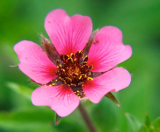 Potentilla Nepalensis - Miss Willmott Seed
