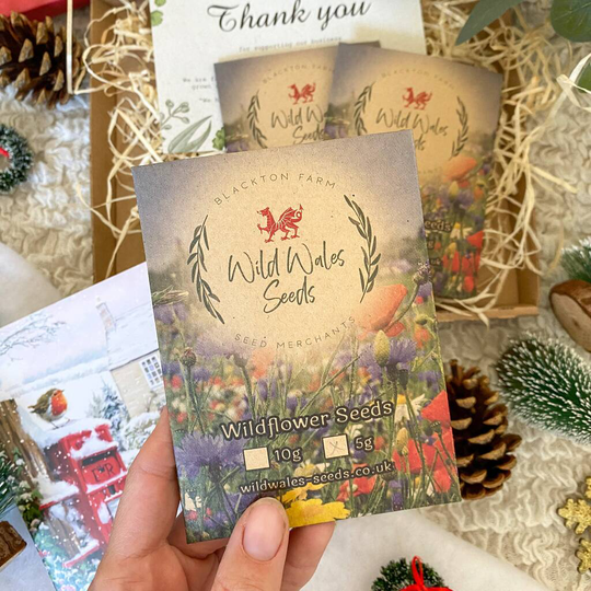 'Welsh Dragon' Wildflower Seed Gift Box
