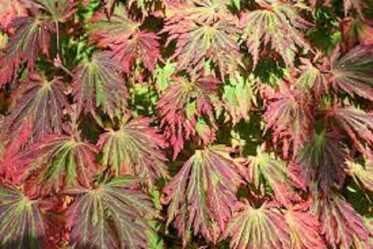 25 X Fernleaf Full Moon Maple | Acer Japonicum Aconitifolium Seeds