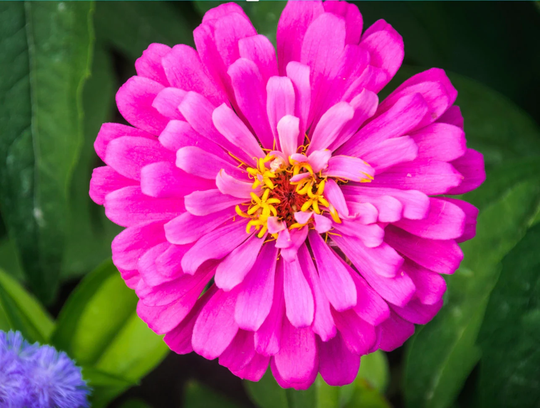 Pink Zinnia - 30 Seeds Flower