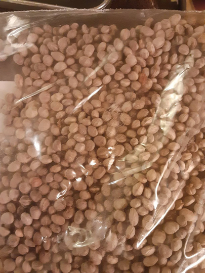 Tatarian Dogwood Tree Seeds