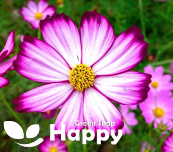 Flower - Cosmos Candy Stripe 120 Seeds Cosmos Bipinnatus