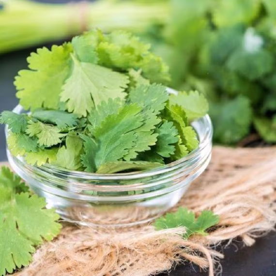 Usa Seller Leisure Cilantro 50 Seeds Coriandrum Sativum