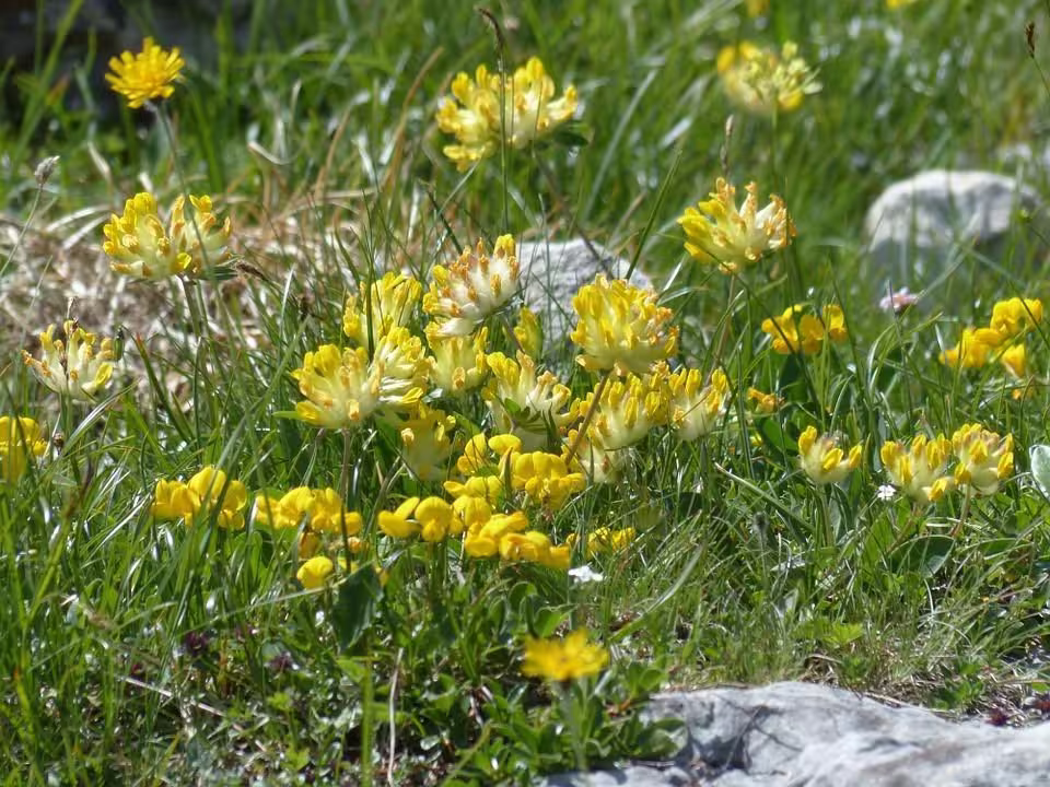 Wild Flower - Kidney Vetch | Anthyllis Vulneraria Approx. X50 Seeds