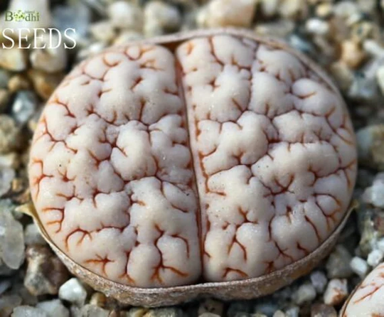 Seeds - Lithops Gracilidelineata 10Seeds C189