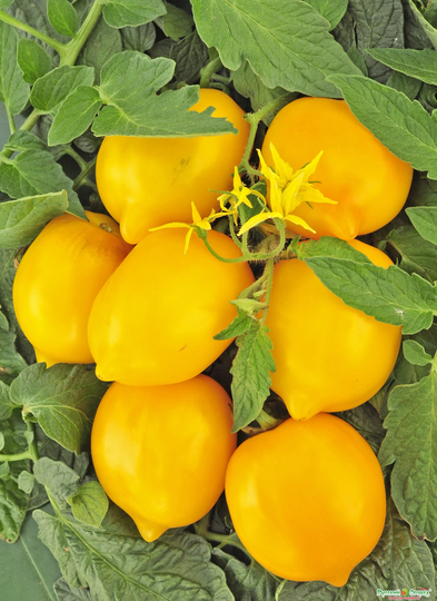 Seeds Tomato Wonder Of The World Lemon-Liana Yellow Mid-Ripe Juicy Tasty Vegetable Seeds From Ukraine