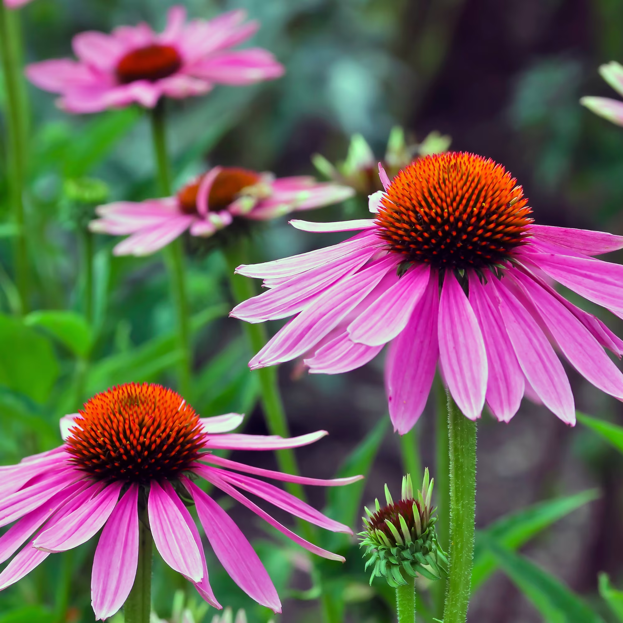 Echinacea Flower Seeds - Coneflower Perennial Seeds, Organic | 25+ Seeds