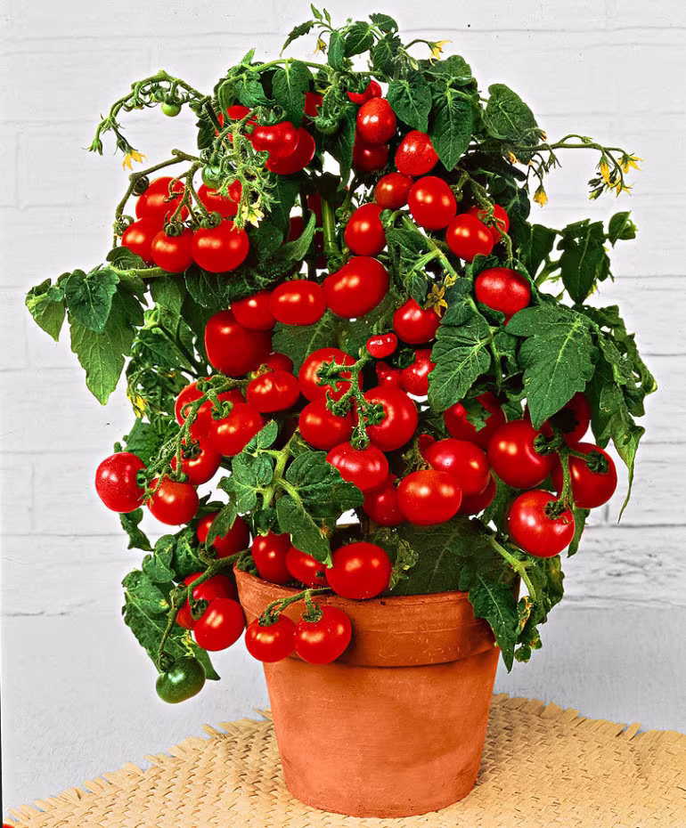 Tomato Seeds Balcony Red About 20