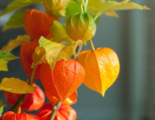 Herb Seeds Physalis Strawberry