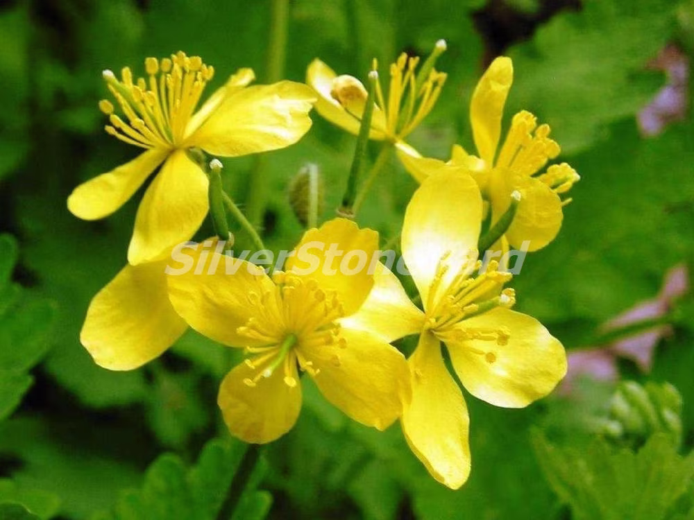 Chelidonium Seeds, 300 Majus, Ukrainian Organic Seeds, Sw759