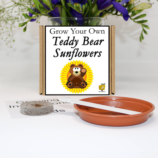 Grow Your Own Teddy Bear Sunflowers Gift Set