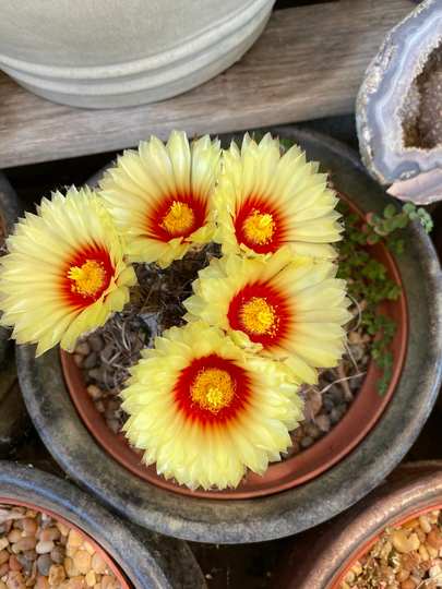 Astrophytum Capricorn