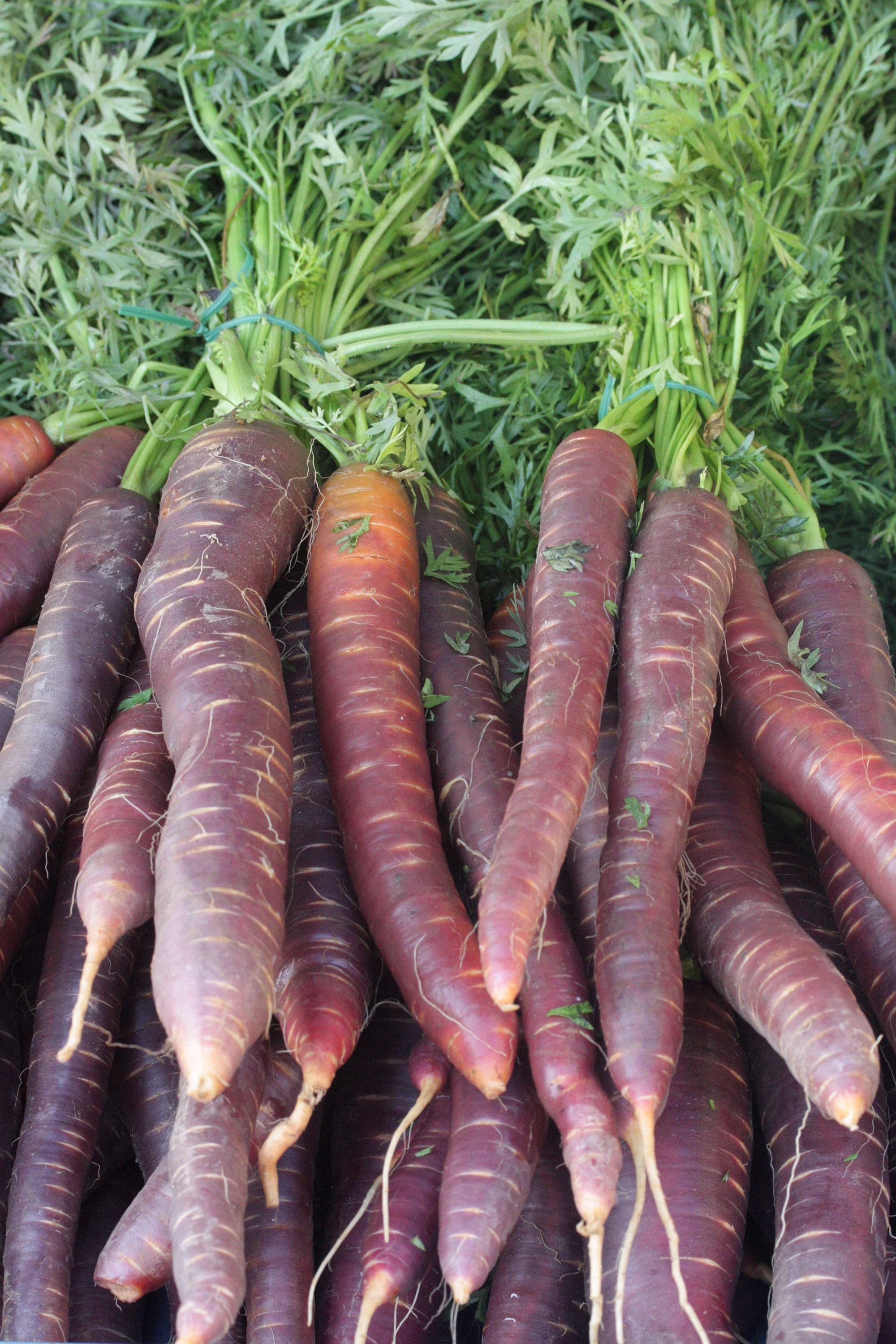 Cosmic Purple Carrot Seeds-500 Seeds - Heirloom Vegetable, Natural, Farmers Market Best Seller, Home Garden Favorite