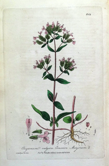 Oregano Origanum Vulgare Baxter Antique Engraved Botanical Herb Print 1839