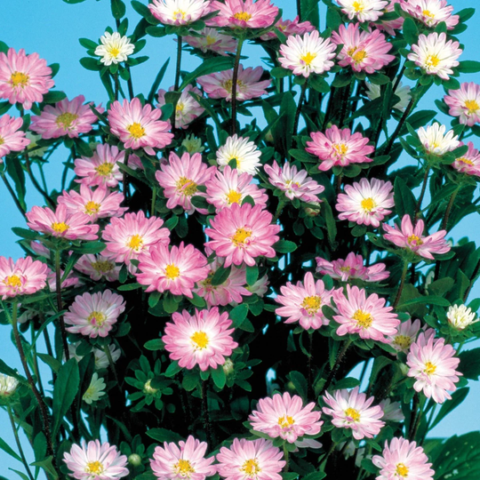 Aster Seeds 50 Serenade Rose & White Cut Flower