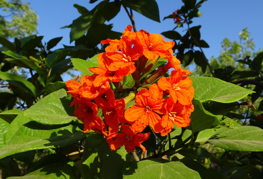 Cordia Sebestena -10 Seeds -See Description Below-Container Or Standard Gardening -Scarlet -Siricote Kopté in Mayan