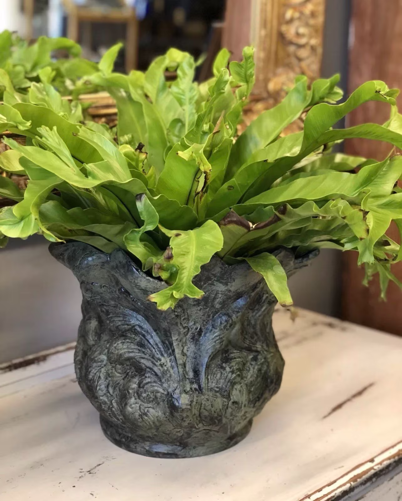 Cast Iron Leaf Shaped Jardiniere