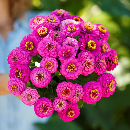 Usa Seller Pumila Violet Zinnia 25 Seeds Heirloom Elegans