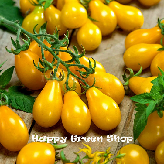 Vegetable - 160 Seeds Tomato Yellow Pear Cherry Bell Pear Shaped Tomato Solanum