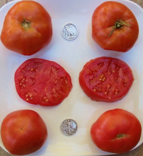Brandywine Red - 40 Hand Picked Seeds