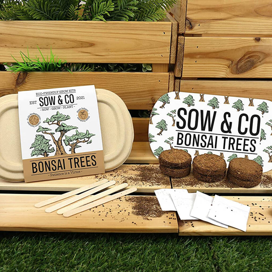 Eco Friendly Bonsai Grow Kit