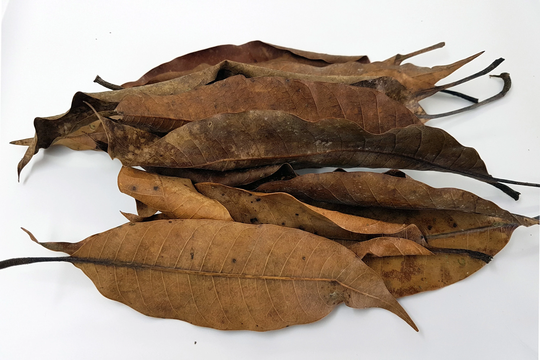 Mango Leaves - Mangifera Indica Natural & Organic Home Terrarium, Paludarium Vivarium Decor Reptile Tank
