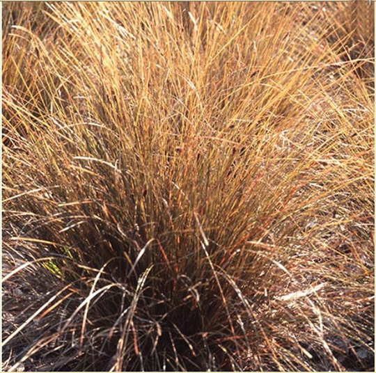 Carex