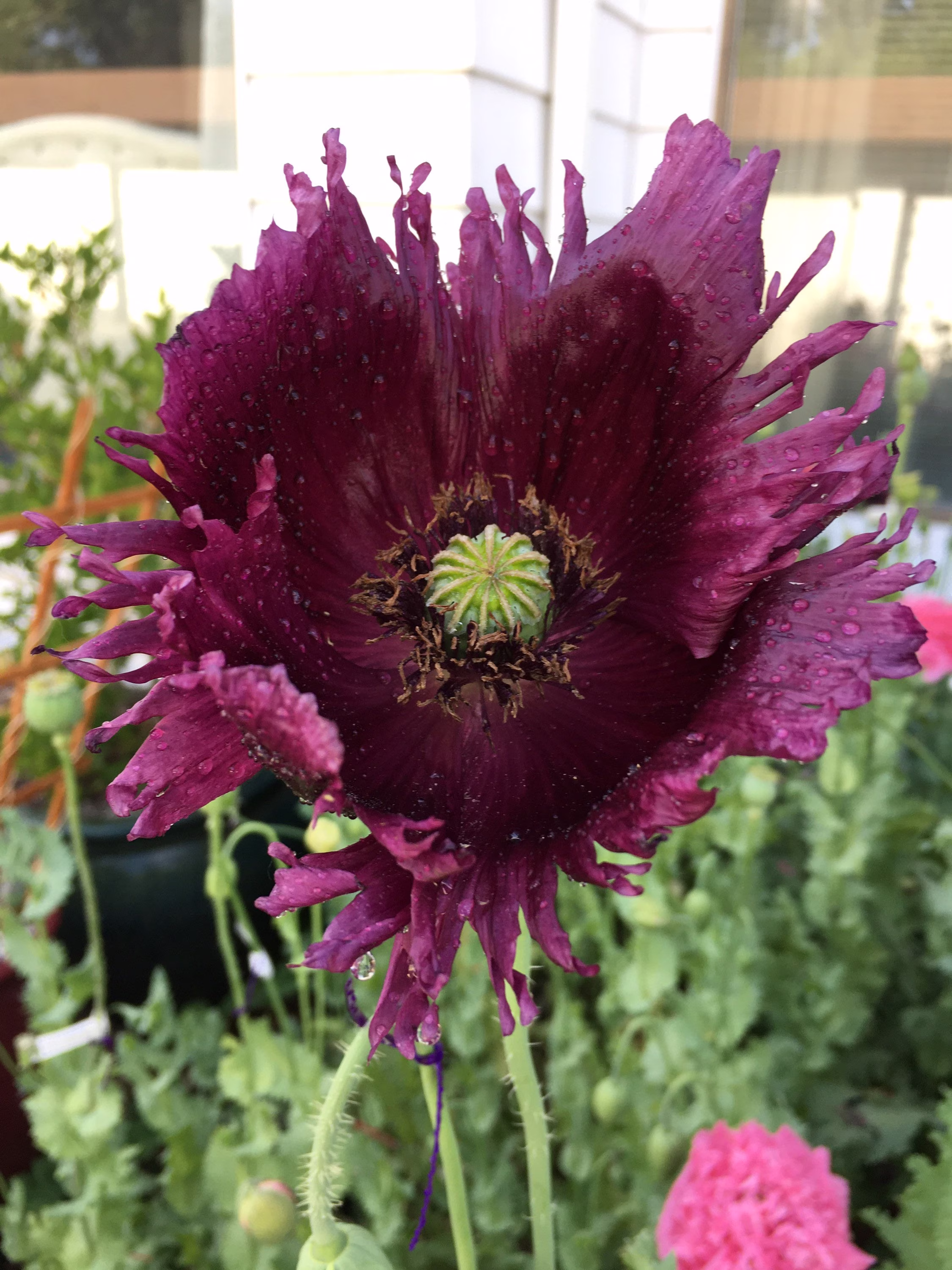 Poppy Black Dragon | 500+ Seeds