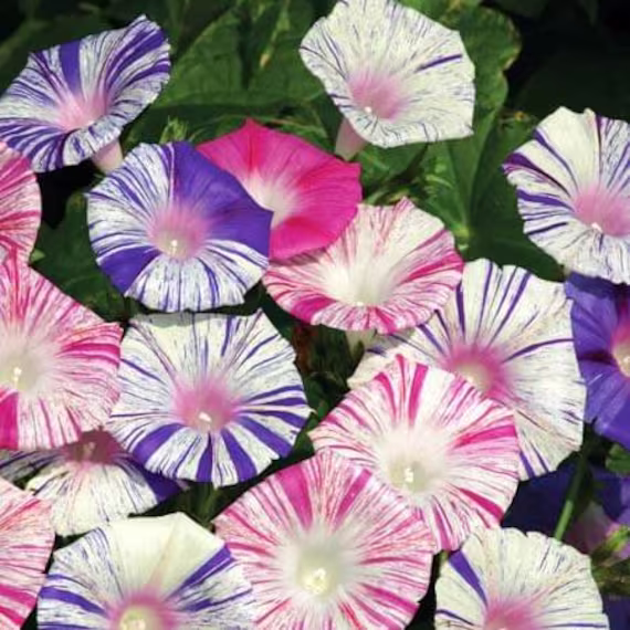 Flower Seeds Morning-Glory Harlekin
