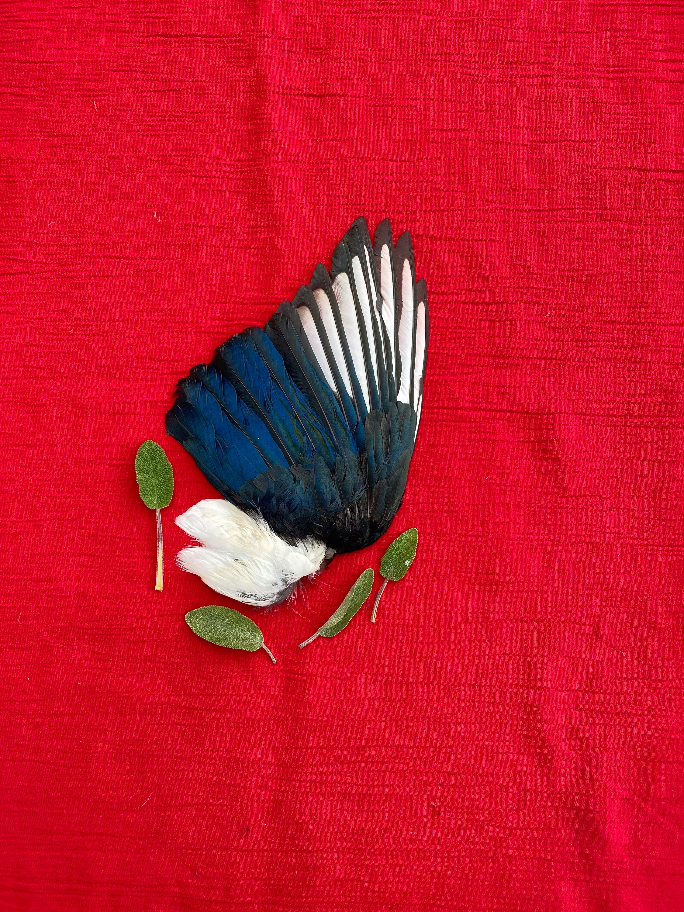 A Magpie Wing Smudge Fan Feathers