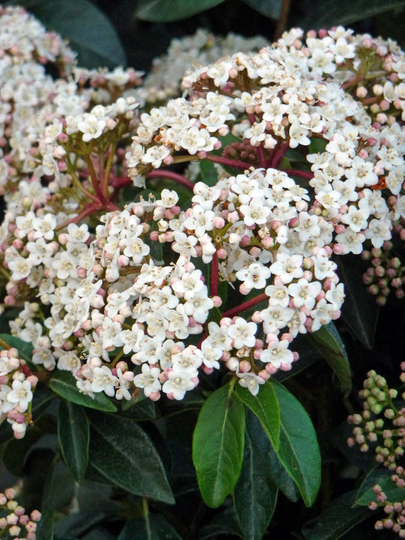 Christmas Plant Gifts Fragrant Viburnum Plant Gift
