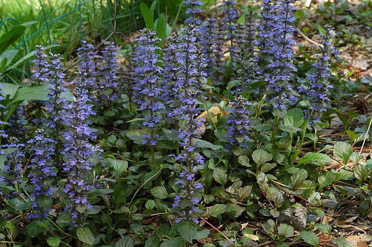 Ajuga Reptans Bugle Common X15 Seeds Wild Flower