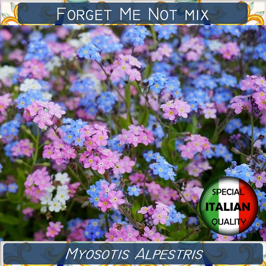 600+ Forget Me Not Mixed Color Seeds, Myosotis Alpestris Biennialflower Non Ti Scordar Di Me #fi574