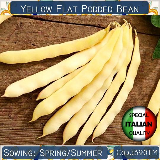 5 Yellow Flat Podded Bean Seeds, Meraviglia Di Venezia Climbing Romano Seeds #390Tm