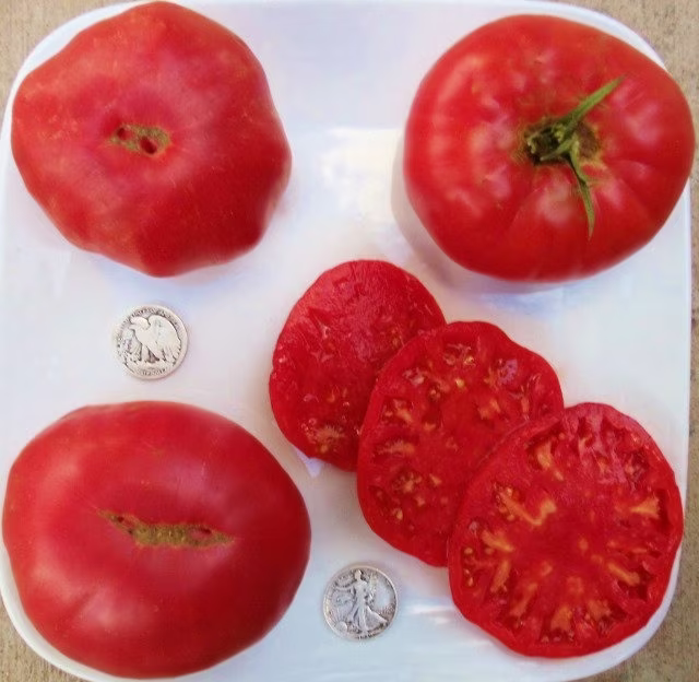 Pruden's Purple - 40 Hand Picked Seeds