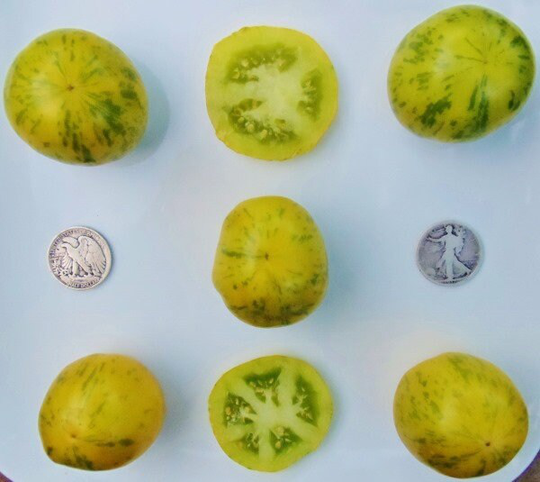 Green Zebra - 40 Hand Picked Seeds