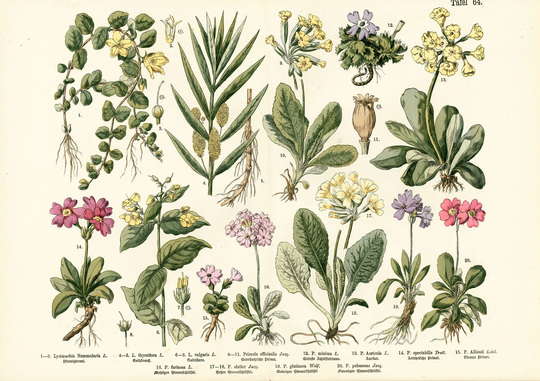 1885 Primerose Family Chart Antique Foliage Botanical Print Authentic Framable Art