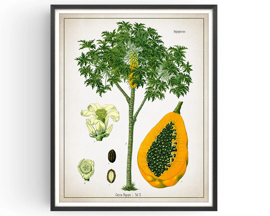 Papaya - Botanical Print Vintage Tropical Fruit Art Medicinal Plant Botany Decor Kitchen Unframed