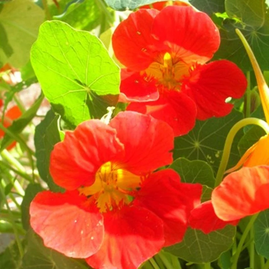 Garden Nasturtium Fairy Seeds Annual Flowering Non Gmo For Planting | 201963