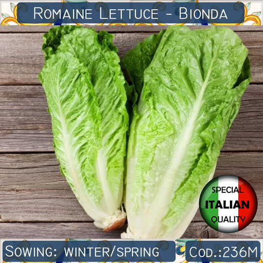 350+ Lettuce Bionda Degli Ortolani Seeds, Romaine Italian Vegetable Non Gmo #236M