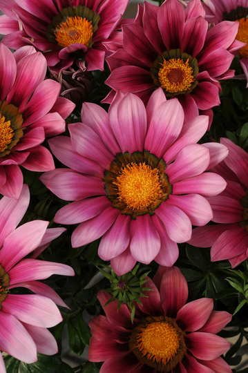 Gazania F1 New Day Pink Shades X10 Seeds, Bedding - Basket Or Tub Plant