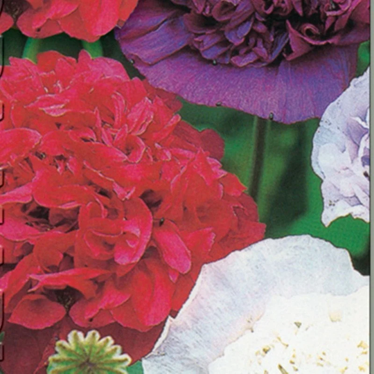 Poppy Decorative Double Mix Seeds Annual Flowering Non Gmo For Planting | 203740